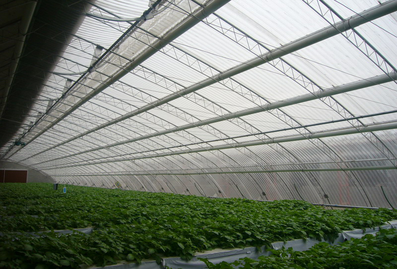 溫室大棚里的蔬菜種植有哪些小竅門(mén)