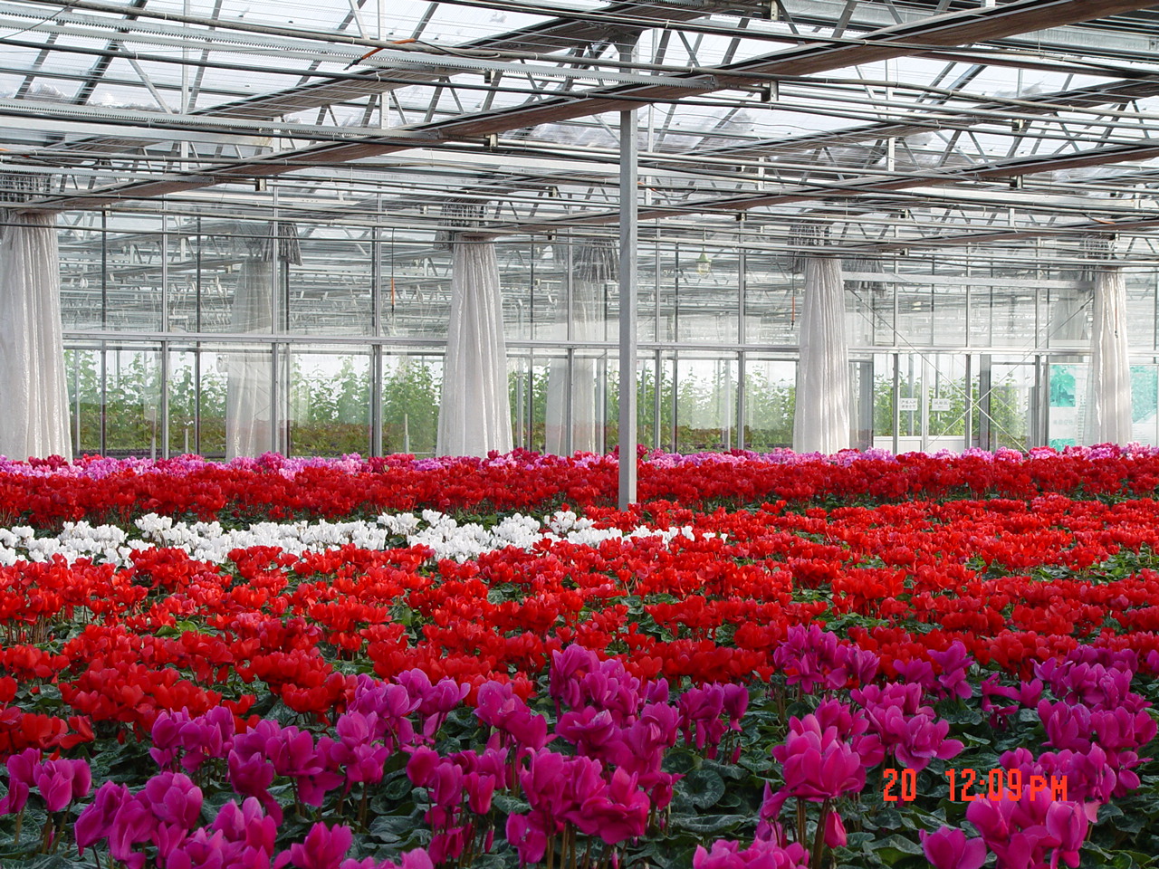 PC日光溫室設(shè)計(jì)內(nèi)景