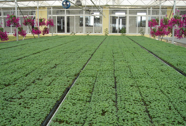 PC溫室內(nèi)景