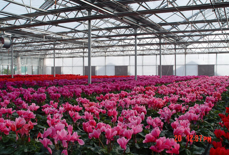 PC溫室內(nèi)景