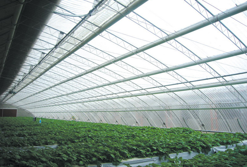 PC日光溫室內(nèi)景