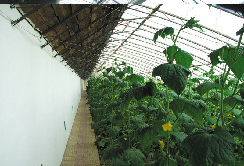 PC日光溫室內(nèi)景